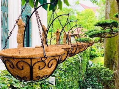 Chậu xơ dừa - Xu hướng trồng cây thân thiện với môi trường